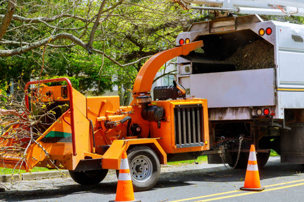 Tree Health Inspection in York, PA